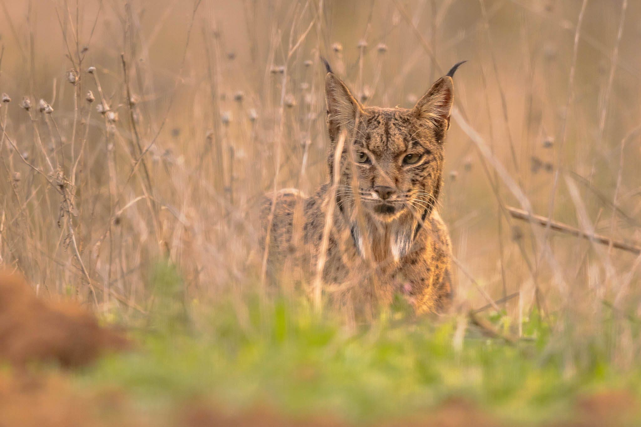 Doñana Nationalpark